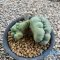 Lophophora diffusa cristata
