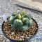 Coryphantha elephantidens variegated