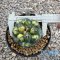 Coryphantha elephantidens variegated