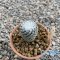 Turbinicarpus valdezianus
