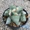Ariocarpus cauliflower