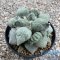 Ariocarpus maruibo x cauliflower