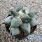 Ariocarpus maruibo x cauliflower