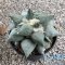 Ariocarpus maruibo x cauliflower
