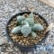 Ariocarpus furfuraceus maruibo