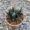 Ariocarpus retusus, (Clump form)