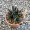 Ariocarpus retusus, (Clump form)
