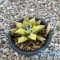 Ariocarpus kotchoubeyanus hyb. variegated