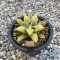 Ariocarpus kotchoubeyanus hyb. variegated