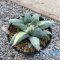 Ariocarpus retusus variegated