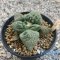 Ariocarpus fissuratus lloydii x godzilla