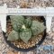 Ariocarpus fissuratus lloydii x godzilla