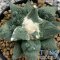 Ariocarpus cauliflower x godzilla