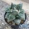 Ariocarpus cauliflower