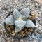 Ariocarpus retusus var.furfuraceus