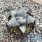 Ariocarpus retusus var.furfuraceus