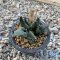 Ariocarpus cauliflower,(Clump form)