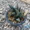 Ariocarpus cauliflower,(Clump form)