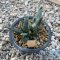 Ariocarpus cauliflower,(Clump form)