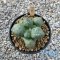 Ariocarpus lloydii