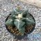 Ariocarpus fissuratus