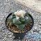 Ariocarpus fissuratus