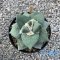 Ariocarpus retusus va r.frumdosus