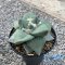 Ariocarpus retusus va r.frumdosus