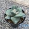 Ariocarpus retusus va r.frumdosus