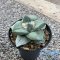 Ariocarpus retusus va r.frumdosus
