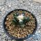 Ariocarpus bravonus