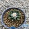 Ariocarpus kotchoubeyanus var. Elephantidens