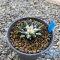 Ariocarpus kotchoubeyanus var. Elephantidens