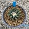 Ariocarpus kotchoubeyanus var. Elephantidens