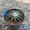 Ariocarpus kotchoubeyanus var. Elephantidens