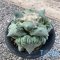 Ariocarpus cauliflower