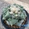 Ariocarpus cauliflower