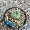 Lophophora fricii variegated