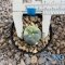 Lophophora fricii variegated