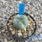 Lophophora fricii variegated