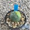 Lophophora fricii variegated