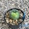 Lophophora fricii variegated