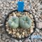 Lophophora fricii variegated, (Twin head)