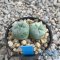 Lophophora fricii variegated, (Twin head)
