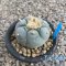 Lophophora fricii