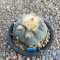 Lophophora fricii