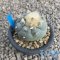 Lophophora fricii