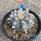 Lophophora williamsii var.texana