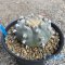 Lophophora williamsii var.texana