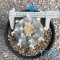 Lophophora williamsii var.texana